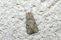 Xylocampa areola