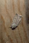Caradrina clavipalpis