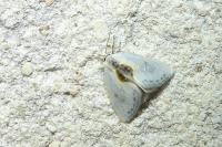 Cilix glaucata/hispanica