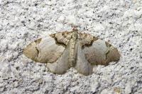 Anticlea derivata
