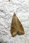 Udea ferrugalis