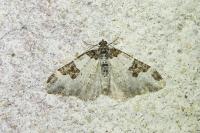 Xanthorhoe fluctuata