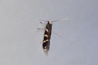 Oxypteryx wilkella
