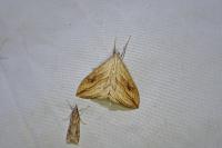 Evergestis forficalis