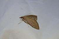 Anania terrealis