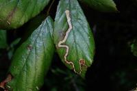 Stigmella aurella