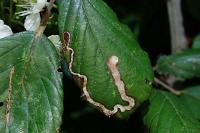 Stigmella aurella