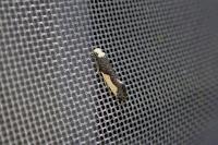 Monopis monachella