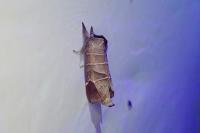 Clostera curtula