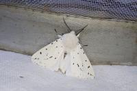 Spilosoma lubricipeda