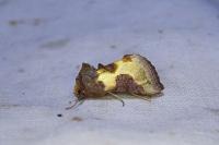 Diachrysia chrysitis/stenochrysis