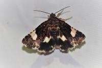 Tyta luctuosa