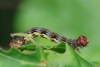 Erannis defoliaria