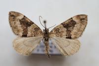 Thera britannica/obeliscata/variata