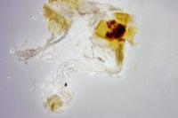 Thera britannica/obeliscata/variata