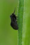 Epichnopterix plumella