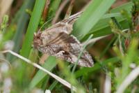 Autographa gamma
