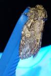 Peridea anceps