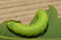 Dryobotodes eremita