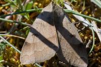 Minucia lunaris