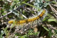 Lasiocampa trifolii
