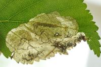 Heringocrania unimaculella