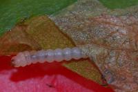 Heringocrania unimaculella