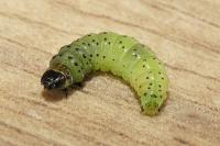 Tortrix viridana