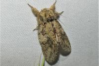 Peridea anceps
