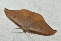 Watsonalla binaria/uncinula