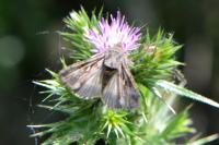 Autographa gamma