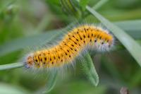 Lasiocampa trifolii