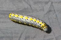 Diloba caeruleocephala