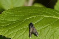 Adela reaumurella
