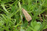 Nomophila noctuella