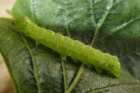 Cosmia trapezina