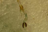 Phycitodes albatella