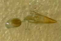 Phycitodes albatella