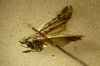 Phycitodes albatella