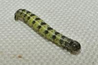 Agriopis leucophaearia