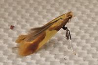 Caloptilia alchimiella/robustella