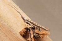 Coleophora albicosta