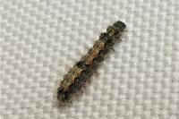 Lithosia quadra