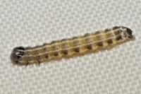 Orthosia cruda