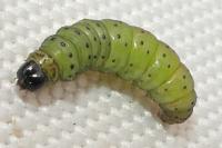 Tortrix viridana