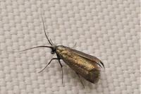 Adela reaumurella