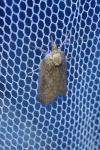 Nycteola columbana