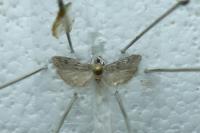 Phycitodes albatella