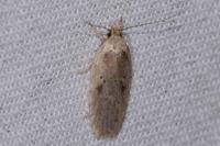 Agonopterix yeatiana