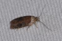 Agonopterix purpurea